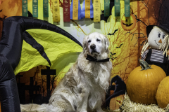 2022-Fall-ScentWork-Trial-1067