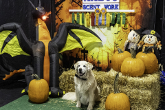 2022-Fall-ScentWork-Trial-1072
