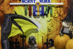 2022-Fall-ScentWork-Trial-1085
