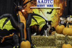 2022-Fall-ScentWork-Trial-1091