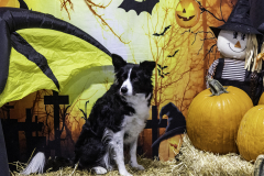 2022-Fall-ScentWork-Trial-1096