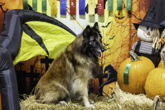 2022-Fall-ScentWork-Trial-1105