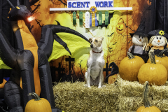2022-Fall-ScentWork-Trial-1108