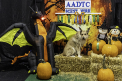 2022-Fall-ScentWork-Trial-1136