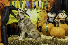 2022-Fall-ScentWork-Trial-1138
