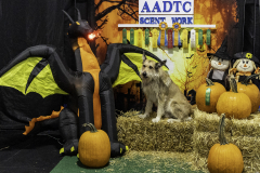 2022-Fall-ScentWork-Trial-1141