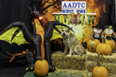 2022-Fall-ScentWork-Trial-1142