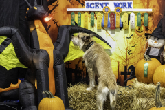 2022-Fall-ScentWork-Trial-1148