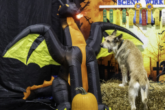 2022-Fall-ScentWork-Trial-1149