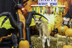 2022-Fall-ScentWork-Trial-1150