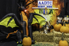 2022-Fall-ScentWork-Trial-1157