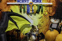 2022-Fall-ScentWork-Trial-1160
