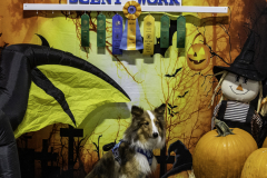 2022-Fall-ScentWork-Trial-1161