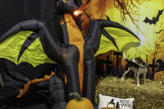 2022-Fall-ScentWork-Trial-1172
