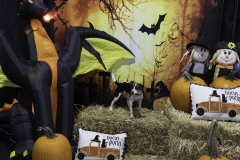 2022-Fall-ScentWork-Trial-1173
