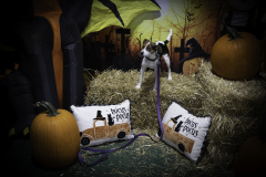 2022-Fall-ScentWork-Trial-1183