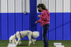 2022-Fall-ScentWork-Trial-135