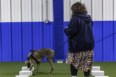 2022-Fall-ScentWork-Trial-147