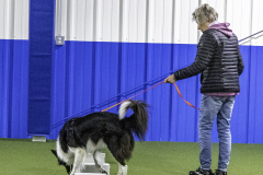 2022-Fall-ScentWork-Trial-154