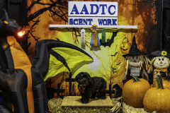 2022-Fall-ScentWork-Trial-205