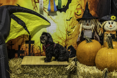 2022-Fall-ScentWork-Trial-208