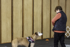 2022-Fall-ScentWork-Trial-227