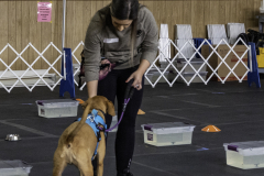 2022-Fall-ScentWork-Trial-243