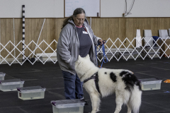 2022-Fall-ScentWork-Trial-267
