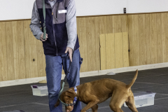 2022-Fall-ScentWork-Trial-273