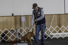 2022-Fall-ScentWork-Trial-278
