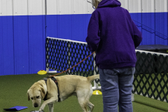 2022-Fall-ScentWork-Trial-333