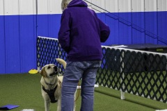 2022-Fall-ScentWork-Trial-334