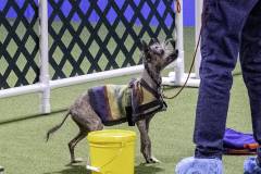 2022-Fall-ScentWork-Trial-357