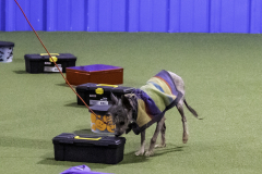 2022-Fall-ScentWork-Trial-362