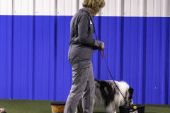 2022-Fall-ScentWork-Trial-366