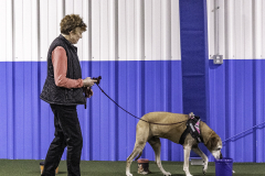 2022-Fall-ScentWork-Trial-396