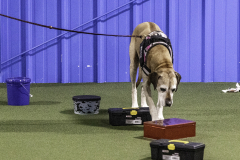 2022-Fall-ScentWork-Trial-397