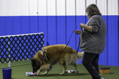 2022-Fall-ScentWork-Trial-463