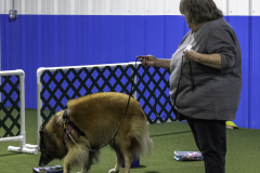 2022-Fall-ScentWork-Trial-464