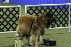 2022-Fall-ScentWork-Trial-465