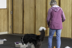 2022-Fall-ScentWork-Trial-476