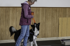 2022-Fall-ScentWork-Trial-479
