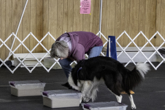 2022-Fall-ScentWork-Trial-484