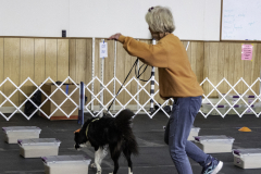 2022-Fall-ScentWork-Trial-491