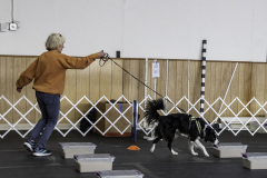 2022-Fall-ScentWork-Trial-492