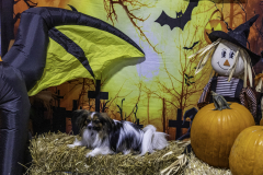 2022-Fall-ScentWork-Trial-508