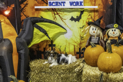 2022-Fall-ScentWork-Trial-510