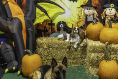 2022-Fall-ScentWork-Trial-513
