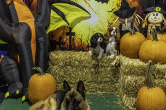 2022-Fall-ScentWork-Trial-520