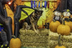 2022-Fall-ScentWork-Trial-562